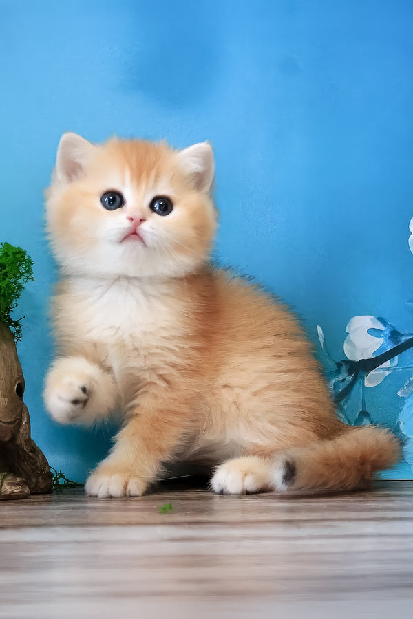 Xanthi | British Shorthair Kitten