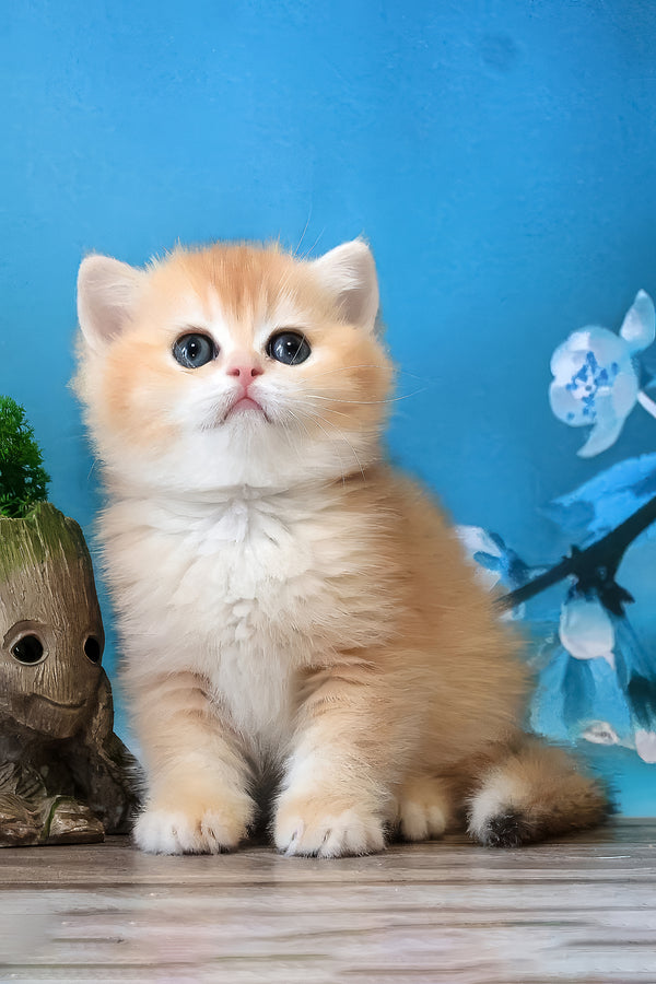 Xanthi | British Shorthair Kitten