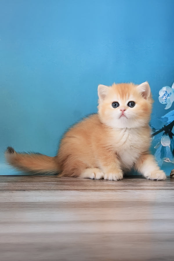 Xanthi | British Shorthair Kitten