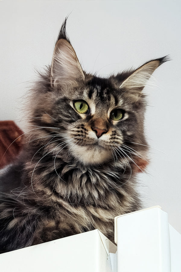 Xanti | Maine Coon Kitten