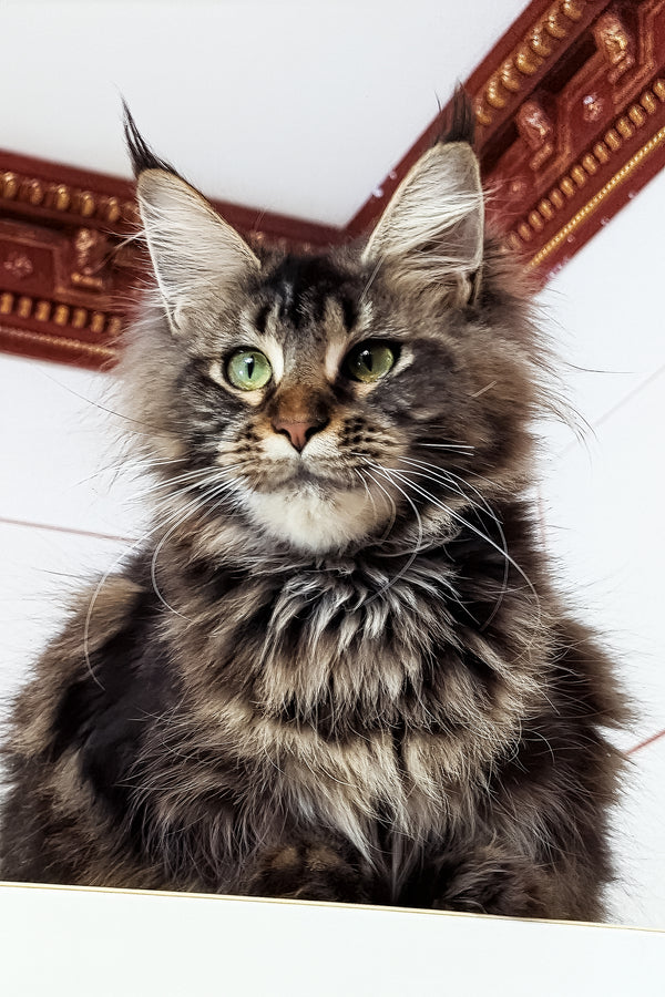 Xanti | Maine Coon Kitten