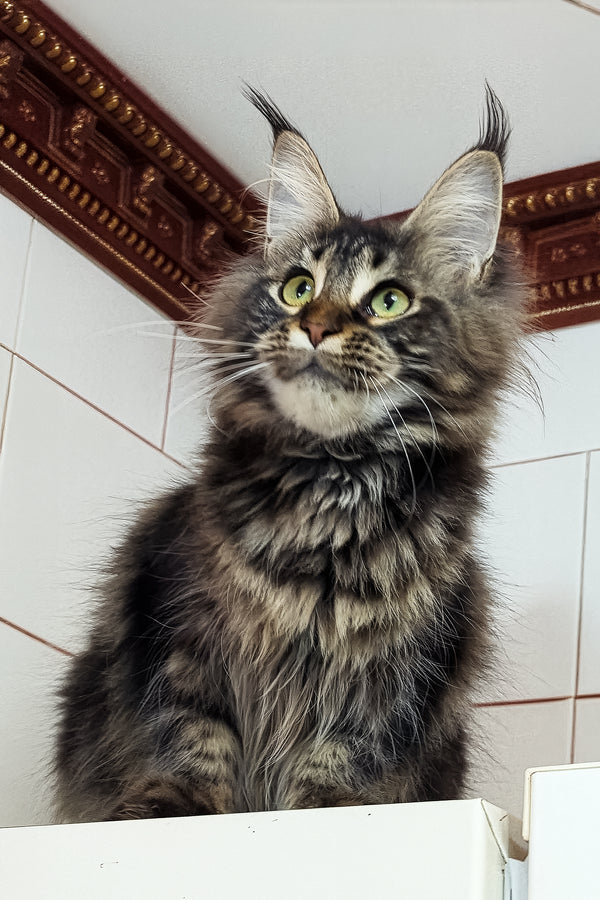 Xanti | Maine Coon Kitten