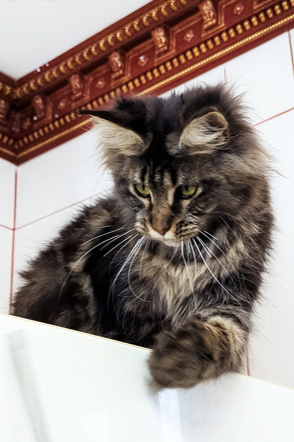 Xanti | Maine Coon Kitten