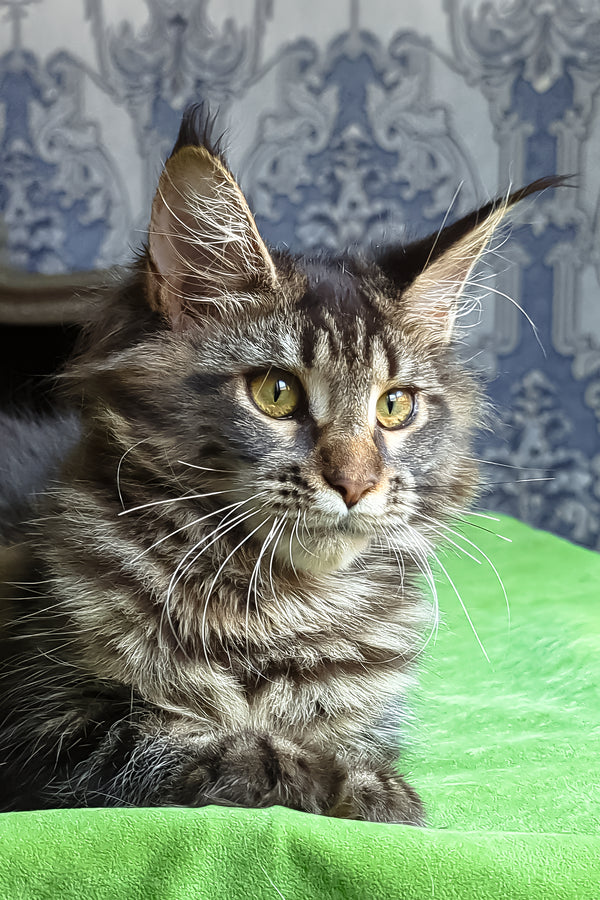 Xanti | Maine Coon Kitten