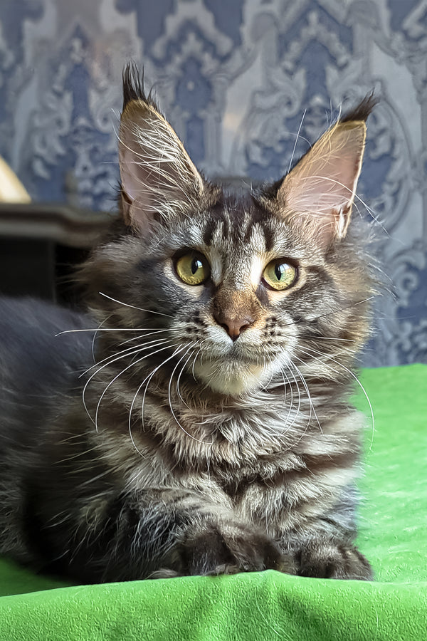 Xanti | Maine Coon Kitten