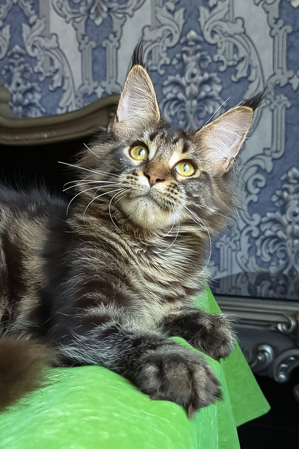 Xanti | Maine Coon Kitten