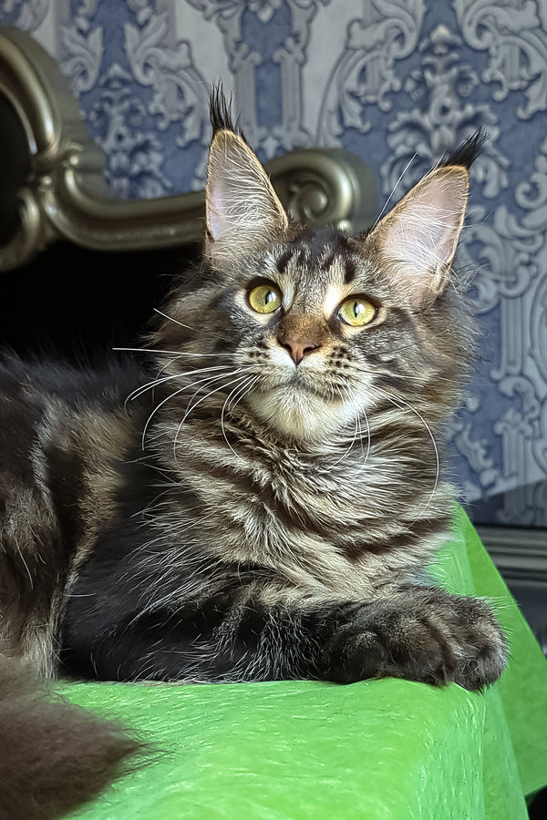 Xanti | Maine Coon Kitten