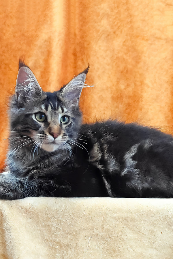 Xanti | Maine Coon Kitten