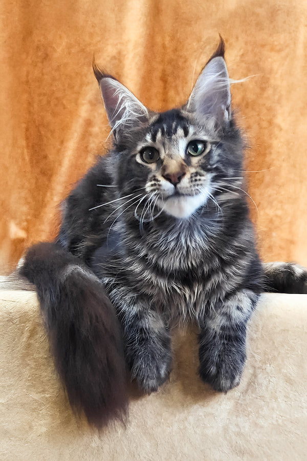 Xanti | Maine Coon Kitten