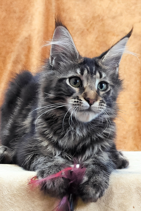 Xanti | Maine Coon Kitten