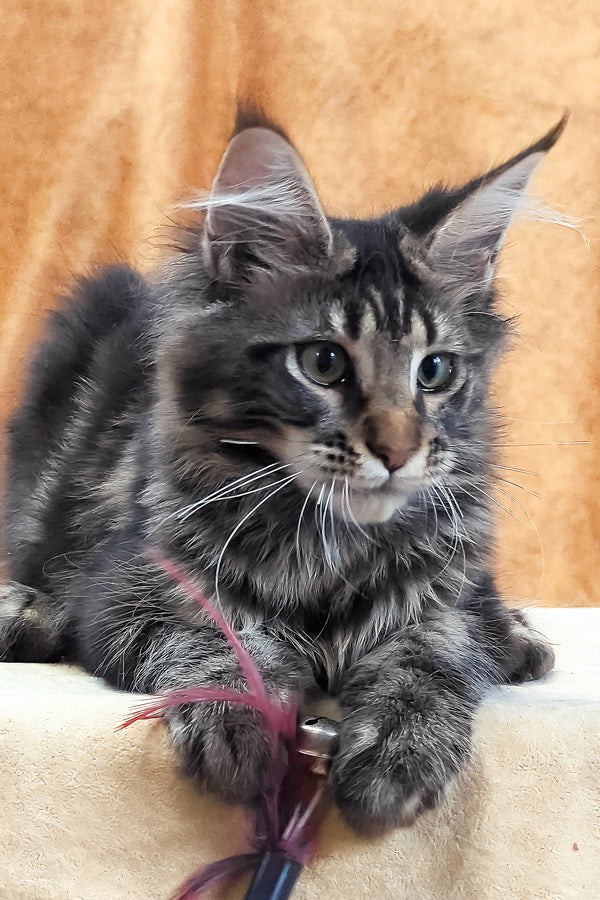 Xanti | Maine Coon Kitten