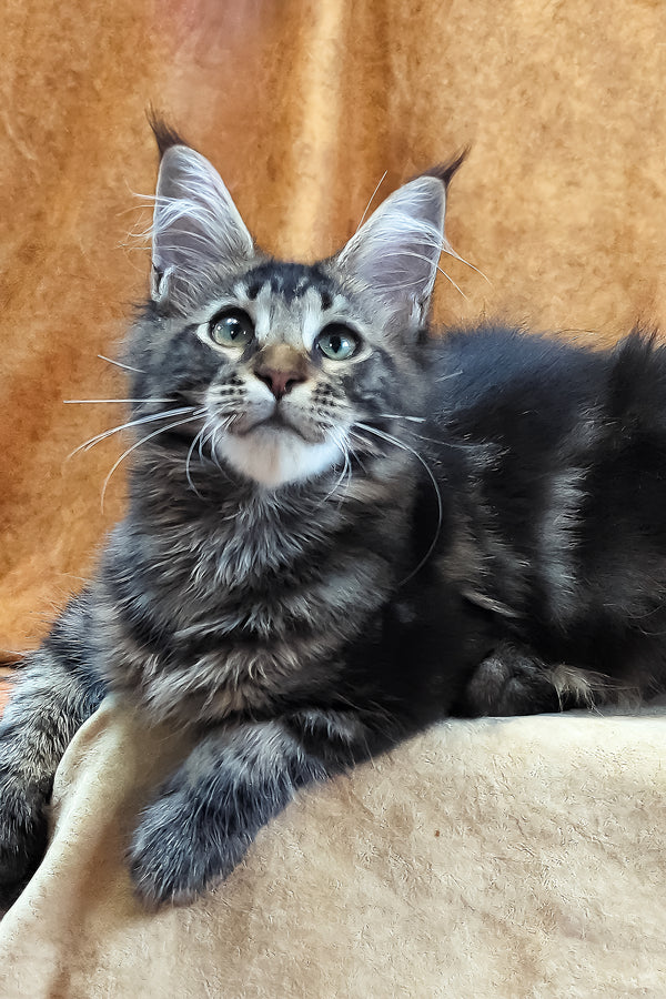 Xanti | Maine Coon Kitten