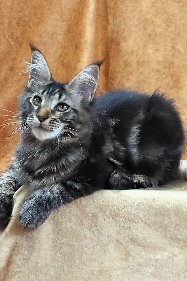 Xanti | Maine Coon Kitten