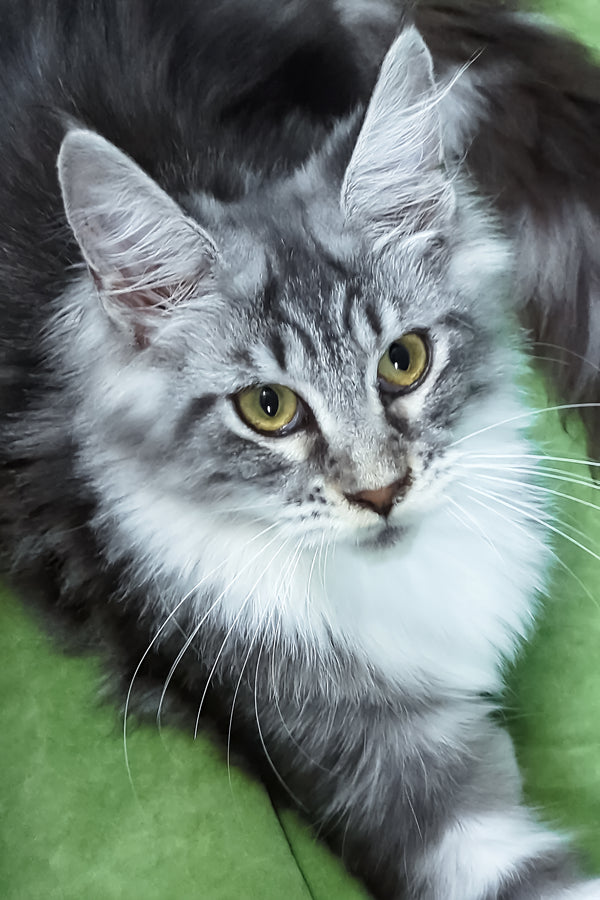 Xantum | Maine Coon Kitten