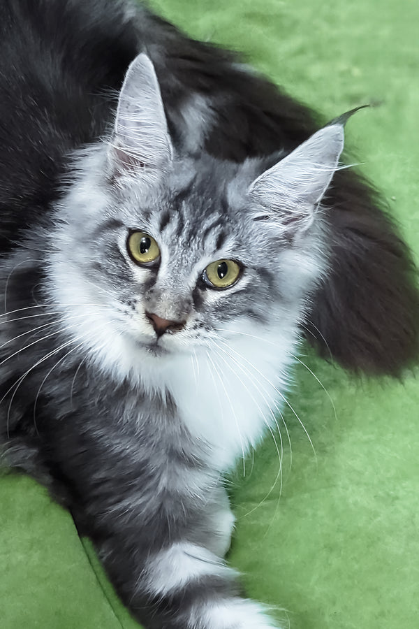Xantum | Maine Coon Kitten