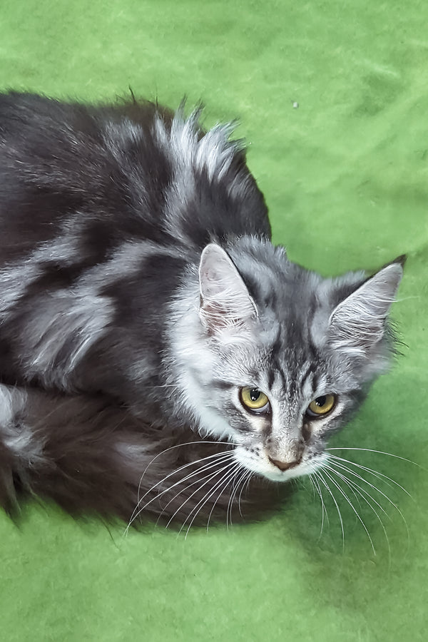 Xantum | Maine Coon Kitten