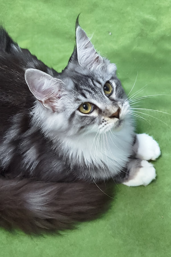 Xantum | Maine Coon Kitten