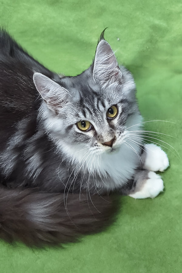 Xantum | Maine Coon Kitten