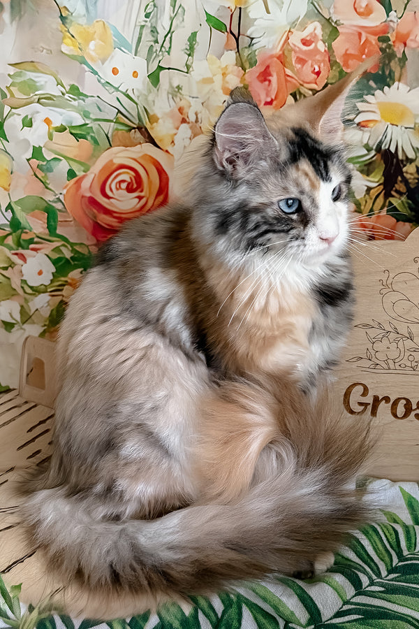 Xara | Maine Coon Kitten