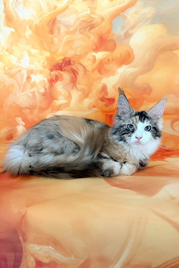Xara | Maine Coon Kitten
