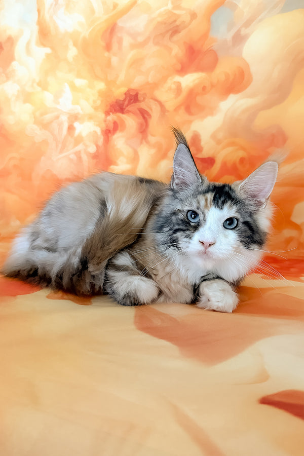 Xara | Maine Coon Kitten