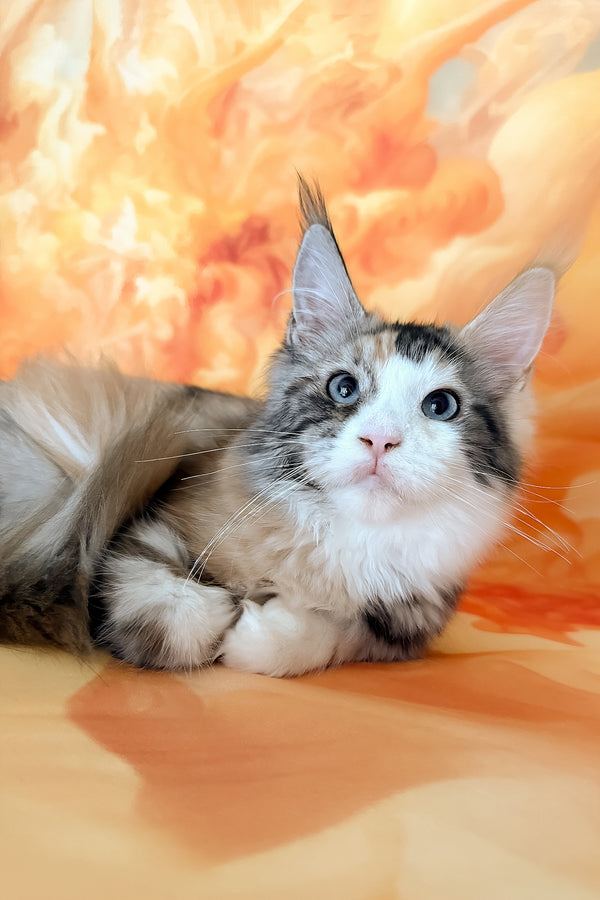 Xara | Maine Coon Kitten