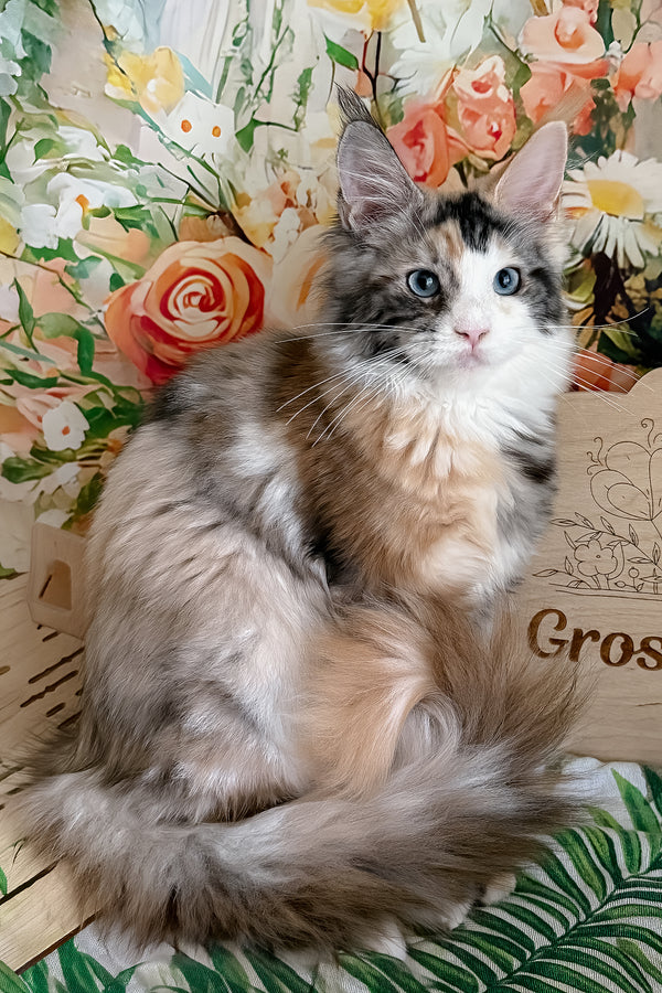 Xara | Maine Coon Kitten