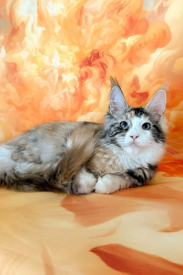 Xara | Maine Coon Kitten