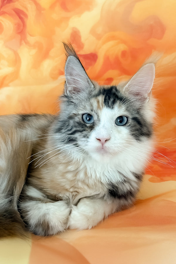 Xara | Maine Coon Kitten