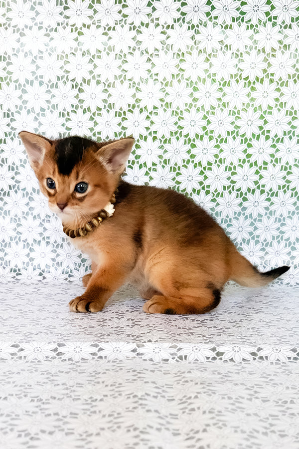 Xarles | Abyssinian Kitten