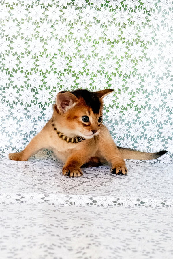 Xarles | Abyssinian Kitten