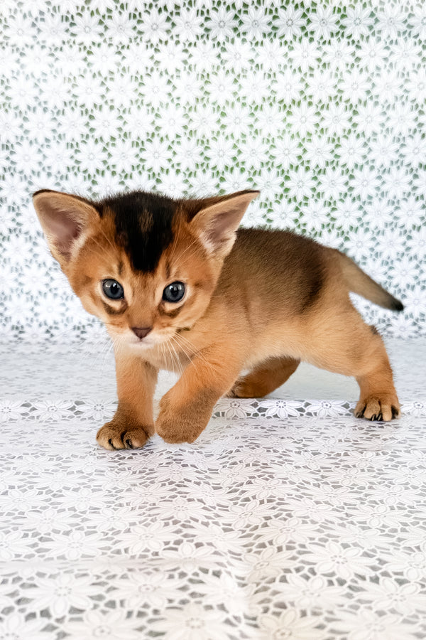 Xarles | Abyssinian Kitten