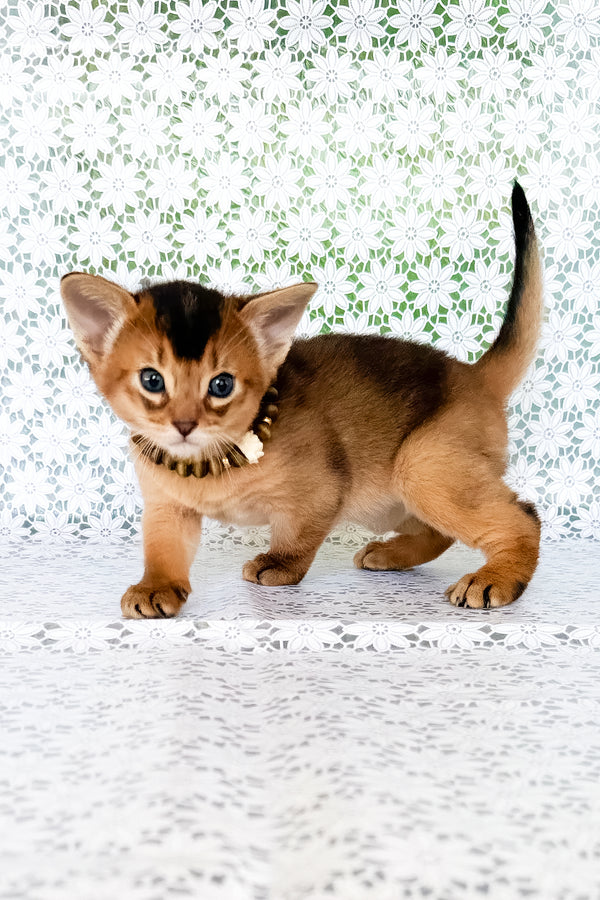 Xarles | Abyssinian Kitten