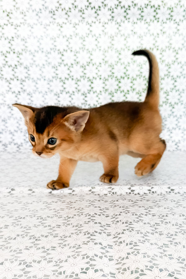 Xarles | Abyssinian Kitten