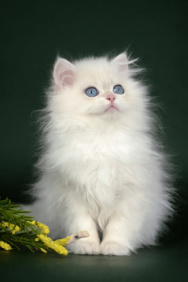 Xavi | British Longhair Kitten