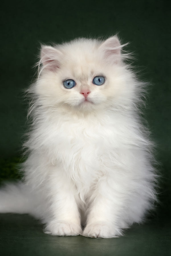 Xavi | British Longhair Kitten