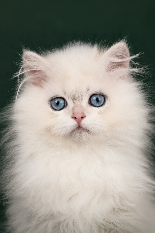 Xavi | British Longhair Kitten