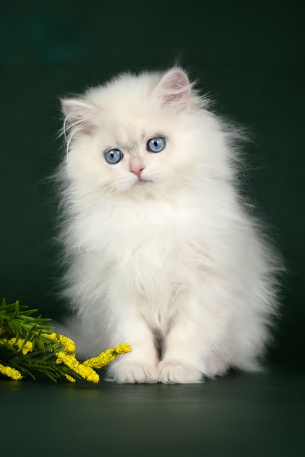 Xavi | British Longhair Kitten