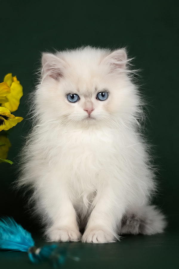 Xavi | British Longhair Kitten