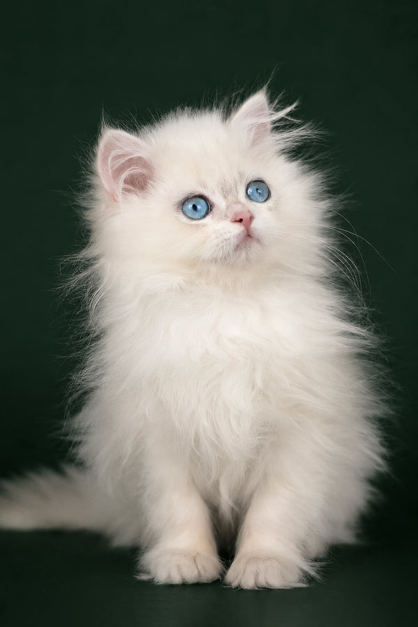 Xavi | British Longhair Kitten