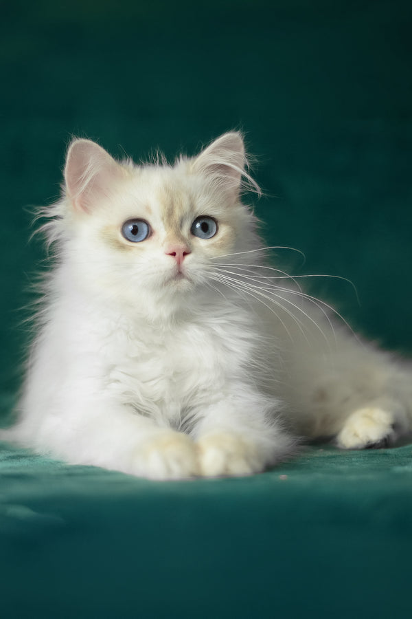 Xavi | British Longhair Kitten