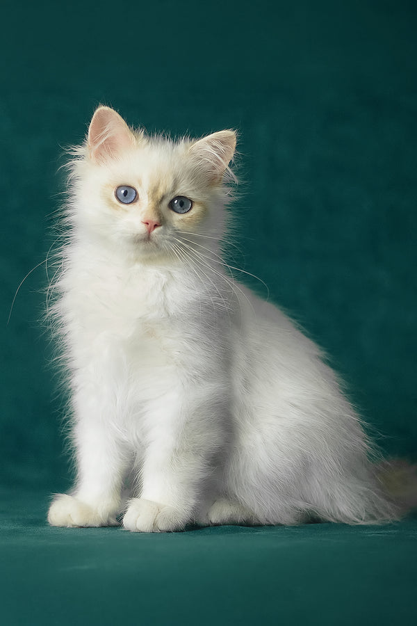 Xavi | British Longhair Kitten