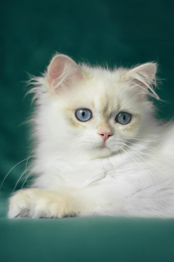 Xavi | British Longhair Kitten