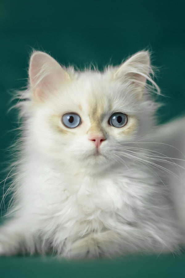 Xavi | British Longhair Kitten