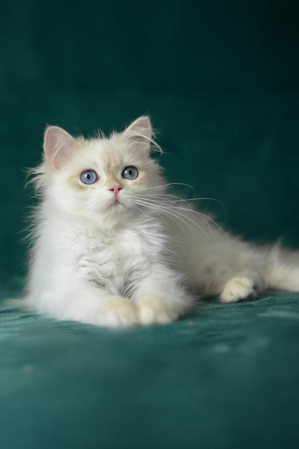 Xavi | British Longhair Kitten