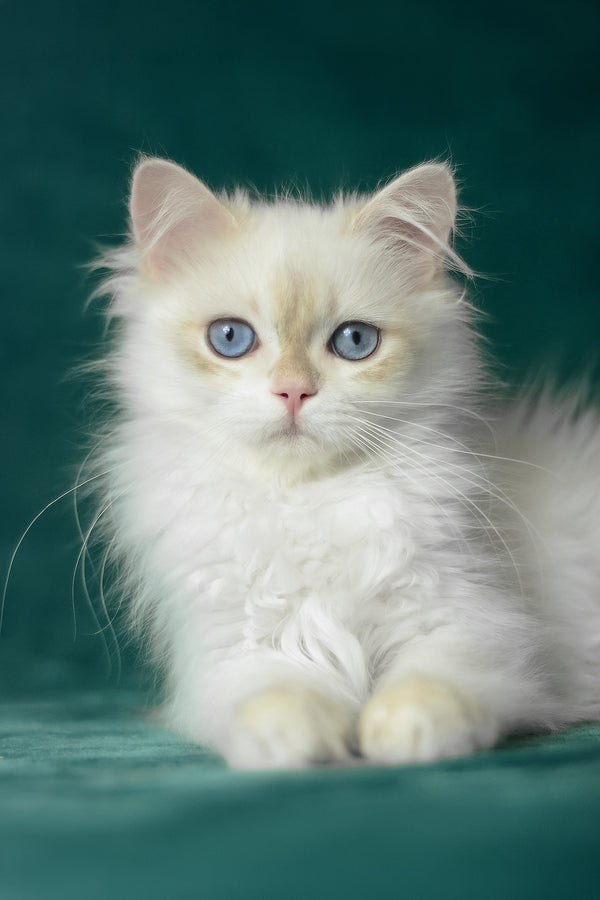Xavi | British Longhair Kitten