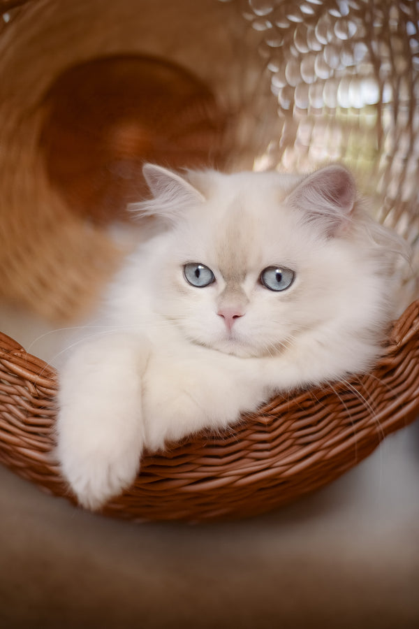 Xavi | British Longhair Kitten
