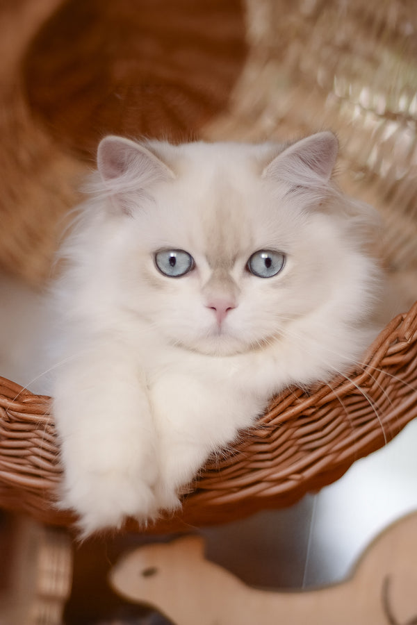 Xavi | British Longhair Kitten