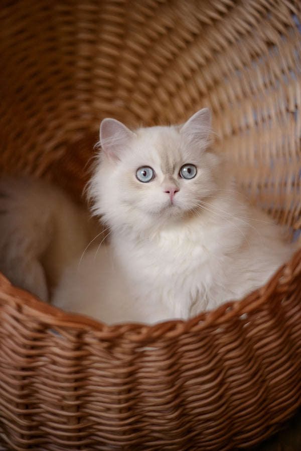 Xavi | British Longhair Kitten