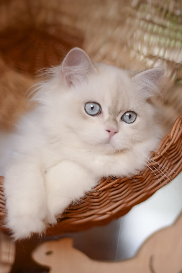 Xavi | British Longhair Kitten